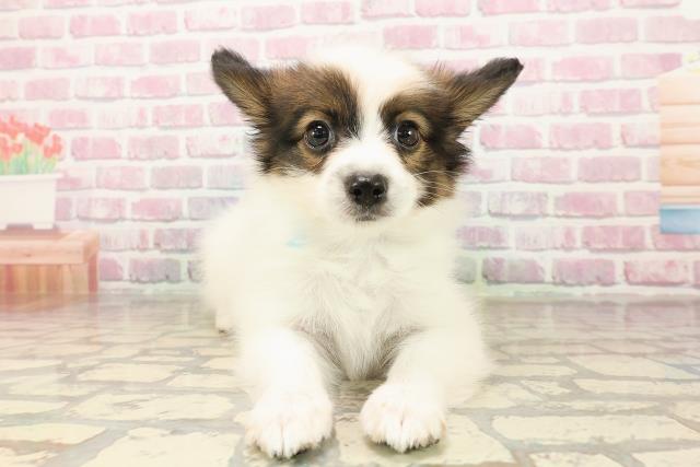 富山県のパピヨン (Coo&RIKU富山店/2025年7月31日生まれ/男の子/ホワイトブラウン)の子犬の1枚目の画像