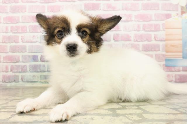 富山県のパピヨン (Coo&RIKU富山店/2025年7月31日生まれ/男の子/ホワイトブラウン)の子犬の2枚目の画像