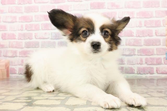 富山県のパピヨン (Coo&RIKU富山店/2025年7月31日生まれ/男の子/ホワイトブラウン)の子犬の3枚目の画像