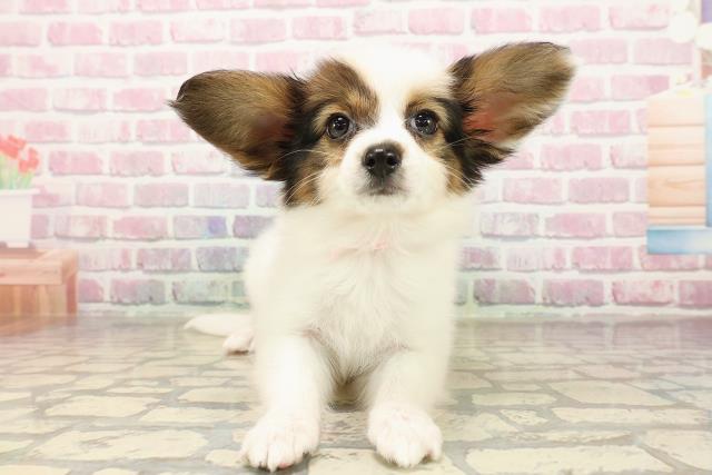 神奈川県のパピヨン (Coo&RIKU秦野店/2025年7月31日生まれ/女の子/ホワイトブラウン)の子犬