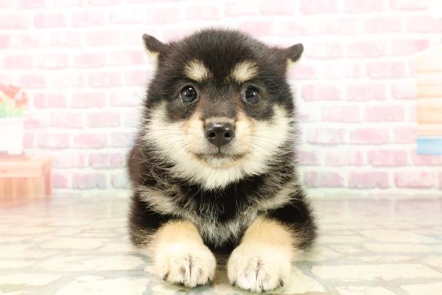 千葉県のポメ柴/豆ポメ/ポメ豆柴(ポメラニアン×柴犬) (Coo&RIKU東船橋店/2025年8月1日生まれ/女の子/黒)の子犬