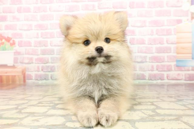 千葉県のポメラニアン (Coo&RIKU八街店/2025年8月2日生まれ/男の子/オレンジ)の子犬の1枚目の画像