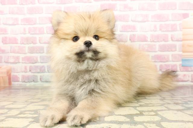 千葉県のポメラニアン (Coo&RIKU八街店/2025年8月2日生まれ/男の子/オレンジ)の子犬の2枚目の画像
