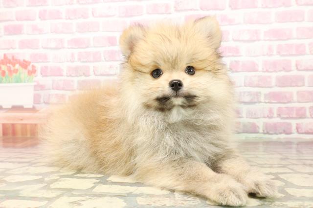 千葉県のポメラニアン (Coo&RIKU八街店/2025年8月2日生まれ/男の子/オレンジ)の子犬の3枚目の画像