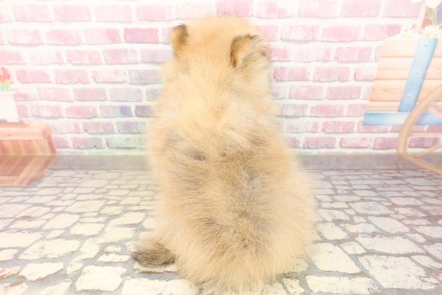 千葉県のポメラニアン (Coo&RIKU八街店/2025年8月2日生まれ/男の子/オレンジ)の子犬の4枚目の画像
