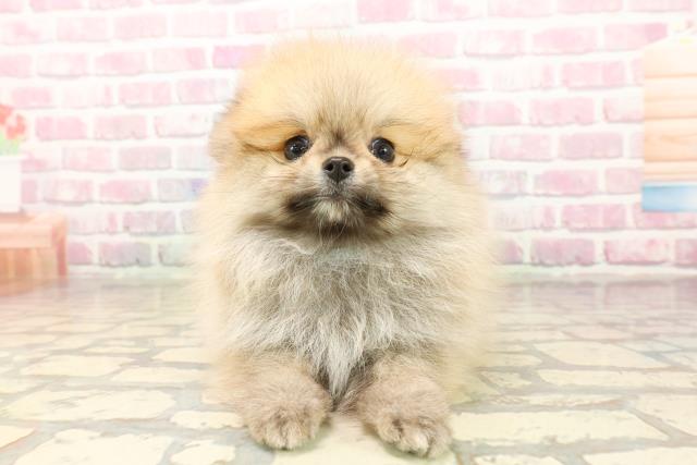 神奈川県のポメラニアン (Coo&RIKU相模原店/2025年8月2日生まれ/男の子/オレンジ)の子犬