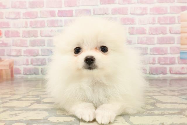 新潟県のポメラニアン (Coo&RIKU長岡店/2025年8月2日生まれ/女の子/クリーム)の子犬の1枚目の画像