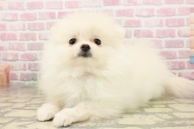新潟県のポメラニアン (Coo&RIKU長岡店/2025年8月2日生まれ/女の子/クリーム)の子犬の2枚目の画像