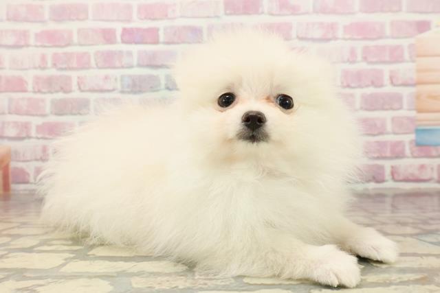 新潟県のポメラニアン (Coo&RIKU長岡店/2025年8月2日生まれ/女の子/クリーム)の子犬の3枚目の画像