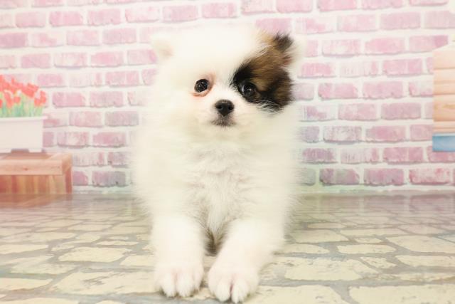 群馬県のポメラニアン (Coo&RIKU前橋店/2025年8月2日生まれ/男の子/パーティーカラー)の子犬