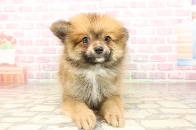 岩手県のポメラニアン (Coo&RIKU岩手盛岡店/2025年8月2日生まれ/男の子/オレンジ)の子犬