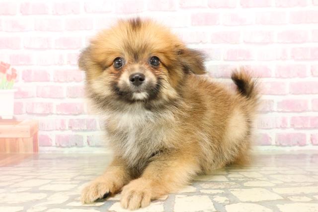 岩手県のポメラニアン (Coo&RIKU岩手盛岡店/2025年8月2日生まれ/男の子/オレンジ)の子犬の2枚目の画像