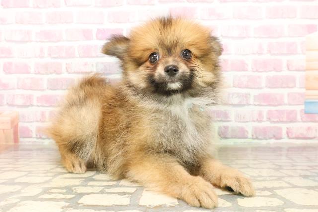 岩手県のポメラニアン (Coo&RIKU岩手盛岡店/2025年8月2日生まれ/男の子/オレンジ)の子犬の3枚目の画像