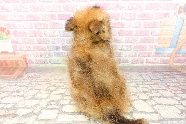 岩手県のポメラニアン (Coo&RIKU岩手盛岡店/2025年8月2日生まれ/男の子/オレンジ)の子犬の4枚目の画像