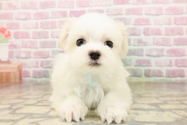 北海道のマルチーズ (Coo&RIKU北見店/2025年8月3日生まれ/男の子/ホワイト)の子犬の1枚目の画像