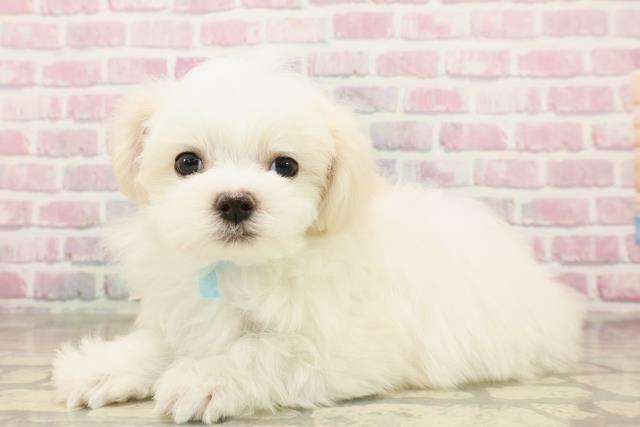 北海道のマルチーズ (Coo&RIKU北見店/2025年8月3日生まれ/男の子/ホワイト)の子犬の2枚目の画像