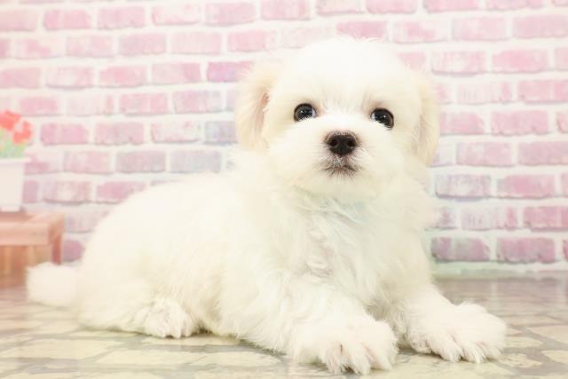 北海道のマルチーズ (Coo&RIKU北見店/2025年8月3日生まれ/男の子/ホワイト)の子犬の3枚目の画像