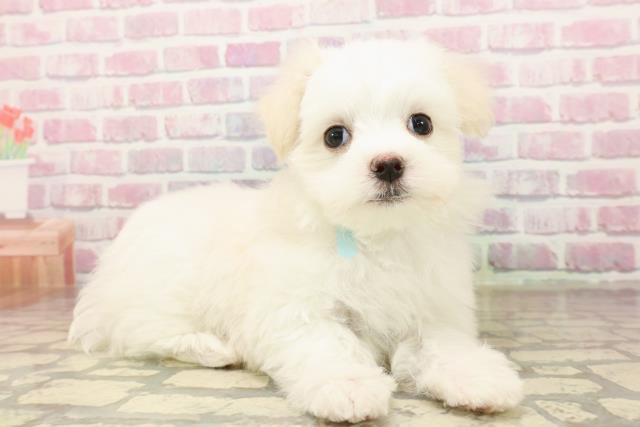 新潟県のマルチーズ (Coo&RIKU長岡店/2025年8月3日生まれ/男の子/ホワイト)の子犬の3枚目の画像