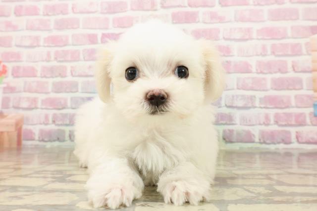 神奈川県のマルチーズ (Coo&RIKU小田原店/2025年8月3日生まれ/女の子/ホワイト)の子犬