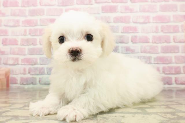 神奈川県のマルチーズ (Coo&RIKU小田原店/2025年8月3日生まれ/女の子/ホワイト)の子犬の2枚目の画像