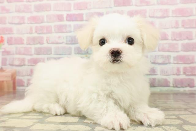 神奈川県のマルチーズ (Coo&RIKU小田原店/2025年8月3日生まれ/女の子/ホワイト)の子犬の3枚目の画像