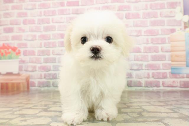 神奈川県のマルチーズ (Coo&RIKU横須賀店/2025年8月3日生まれ/女の子/ホワイト)の子犬