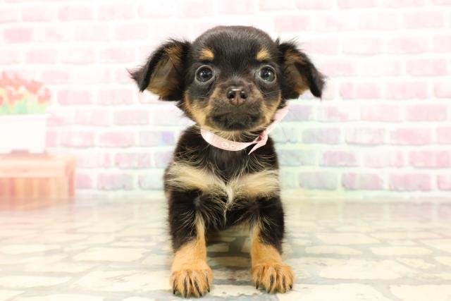 神奈川県のチワワ(ロング) (Coo&RIKU横浜旭店/2025年8月4日生まれ/女の子/ブラックタン)の子犬