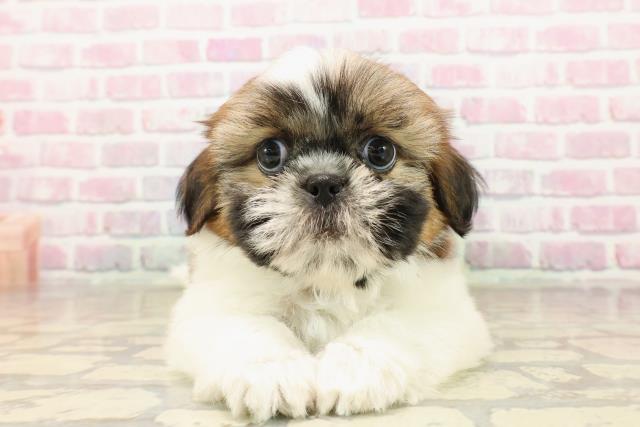 神奈川県のシーズー (Coo&RIKU横浜旭店/2025年8月5日生まれ/男の子/ゴールドホワイト)の子犬