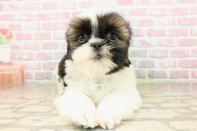 神奈川県のシーズー (Coo&RIKU長津田店/2025年8月5日生まれ/男の子/ゴールドホワイト)の子犬