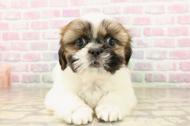 新潟県のシーズー (Coo&RIKU新潟東店/2025年8月5日生まれ/女の子/ゴールドホワイト)の子犬の1枚目の画像