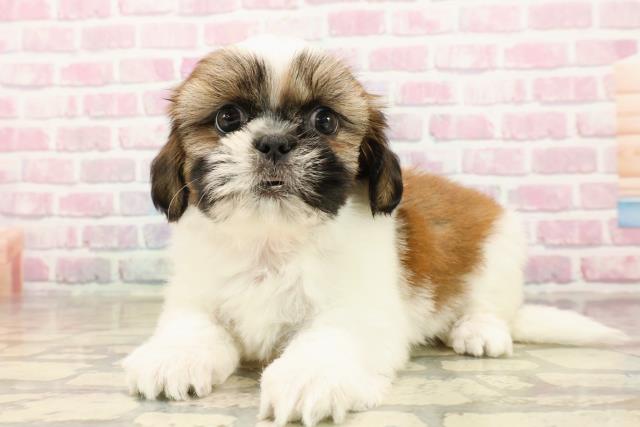 新潟県のシーズー (Coo&RIKU新潟東店/2025年8月5日生まれ/女の子/ゴールドホワイト)の子犬の2枚目の画像