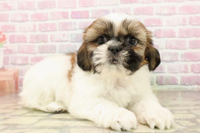 新潟県のシーズー (Coo&RIKU新潟東店/2025年8月5日生まれ/女の子/ゴールドホワイト)の子犬の3枚目の画像