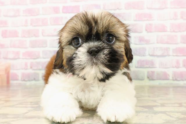神奈川県のシーズー (Coo&RIKU秦野店/2025年8月5日生まれ/女の子/ゴールドホワイト)の子犬