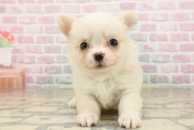 東京都のチワワ(ロング) (Coo&RIKU下北沢店/2025年8月4日生まれ/女の子/クリーム)の子犬の1枚目の画像