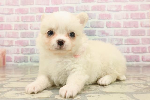 東京都のチワワ(ロング) (Coo&RIKU下北沢店/2025年8月4日生まれ/女の子/クリーム)の子犬の2枚目の画像