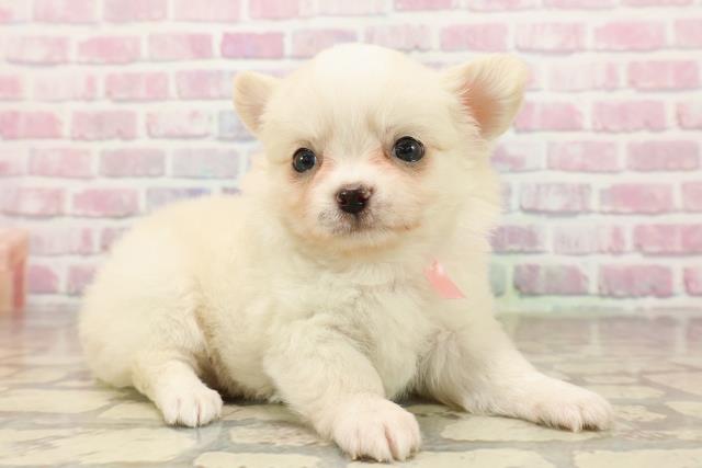 東京都のチワワ(ロング) (Coo&RIKU下北沢店/2025年8月4日生まれ/女の子/クリーム)の子犬の3枚目の画像