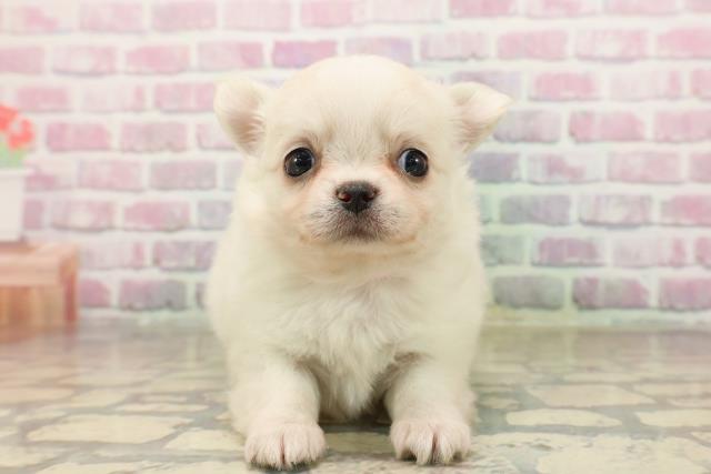 東京都のチワワ(ロング) (Coo&RIKU三軒茶屋店/2025年8月4日生まれ/女の子/クリーム)の子犬の1枚目の画像