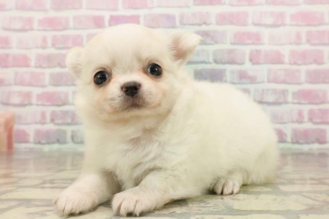 東京都のチワワ(ロング) (Coo&RIKU三軒茶屋店/2025年8月4日生まれ/女の子/クリーム)の子犬の2枚目の画像