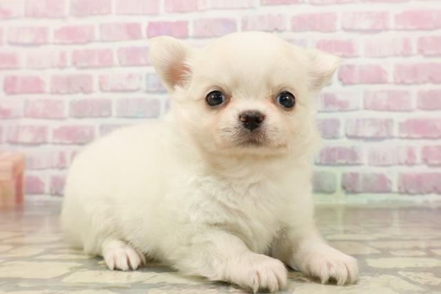 東京都のチワワ(ロング) (Coo&RIKU三軒茶屋店/2025年8月4日生まれ/女の子/クリーム)の子犬の3枚目の画像