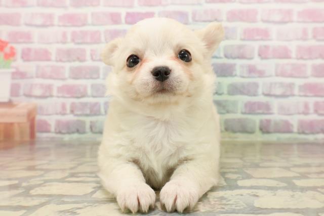 東京都のチワワ(ロング) (Coo&RIKUフレスポ住吉店/2025年8月4日生まれ/女の子/クリーム)の子犬の1枚目の画像