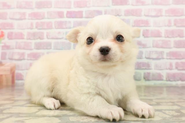 東京都のチワワ(ロング) (Coo&RIKUフレスポ住吉店/2025年8月4日生まれ/女の子/クリーム)の子犬の3枚目の画像