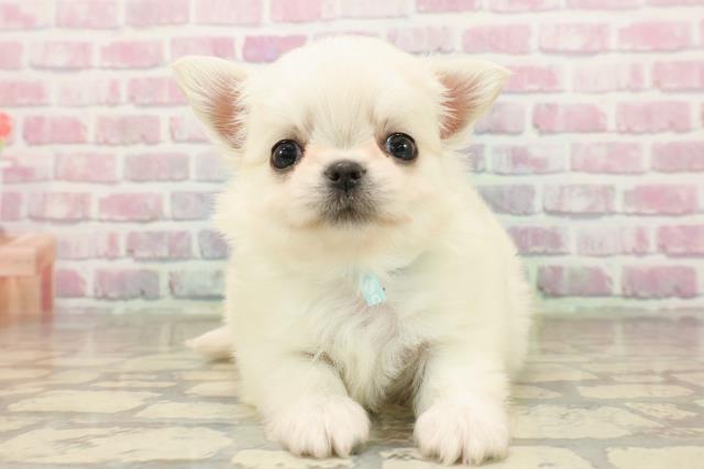 東京都のチワワ(ロング) (Coo&RIKU中野サンモール店/2025年8月5日生まれ/男の子/クリーム)の子犬の1枚目の画像