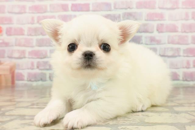 東京都のチワワ(ロング) (Coo&RIKU中野サンモール店/2025年8月5日生まれ/男の子/クリーム)の子犬の2枚目の画像