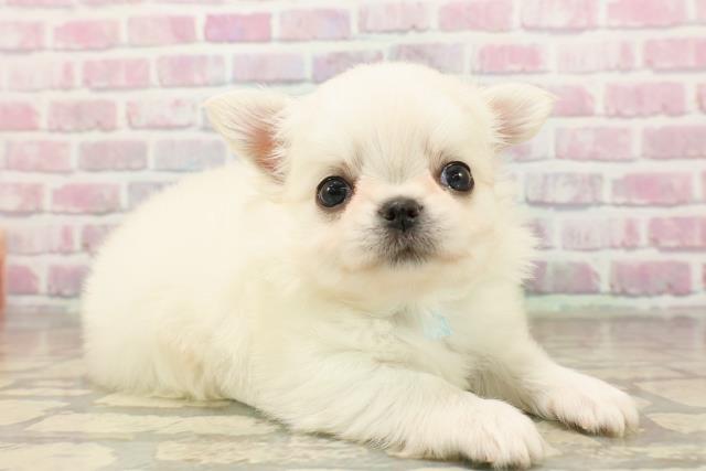 東京都のチワワ(ロング) (Coo&RIKU中野サンモール店/2025年8月5日生まれ/男の子/クリーム)の子犬の3枚目の画像