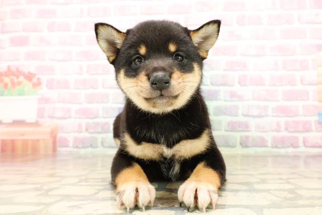 群馬県の柴犬(標準サイズ) (Coo&RIKU高崎店/2025年8月4日生まれ/男の子/黒)の子犬