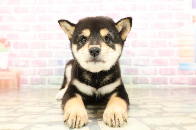 長野県の柴犬(標準サイズ) (Coo&RIKU松本店/2025年8月5日生まれ/女の子/黒)の子犬の1枚目の画像