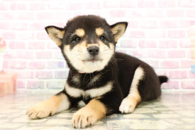 長野県の柴犬(標準サイズ) (Coo&RIKU松本店/2025年8月5日生まれ/女の子/黒)の子犬の2枚目の画像