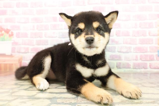 長野県の柴犬(標準サイズ) (Coo&RIKU松本店/2025年8月5日生まれ/女の子/黒)の子犬の3枚目の画像