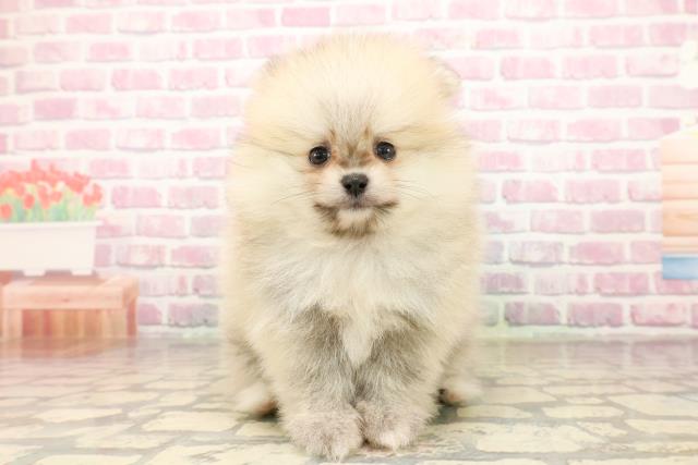 群馬県のポメラニアン (Coo&RIKU伊勢崎店/2025年8月3日生まれ/男の子/クリームセーブル)の子犬の1枚目の画像