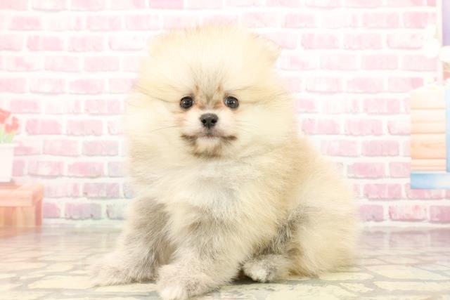 群馬県のポメラニアン (Coo&RIKU伊勢崎店/2025年8月3日生まれ/男の子/クリームセーブル)の子犬の2枚目の画像